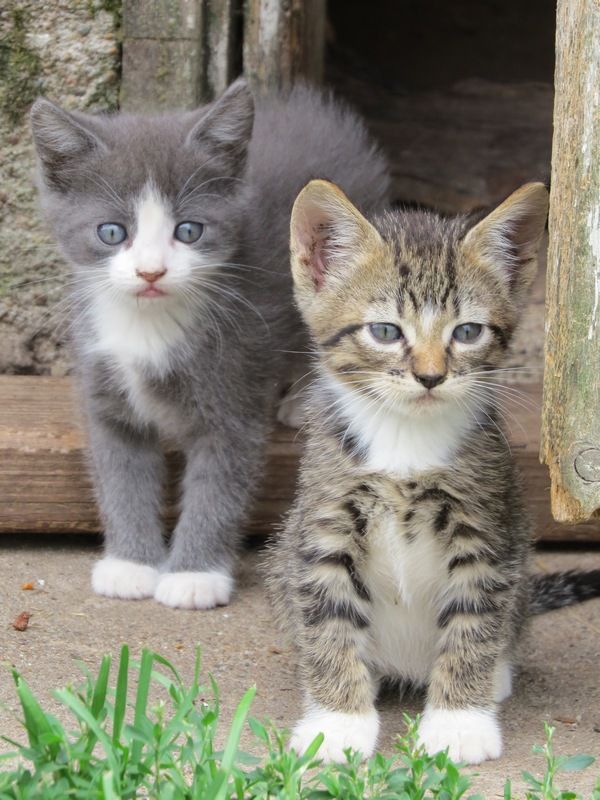 Chapter 7. Meet Summer and Salty