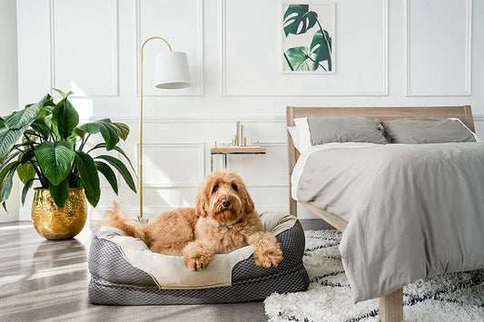 The Ultimate Guide to Choosing the Perfect Bed for Your Pet