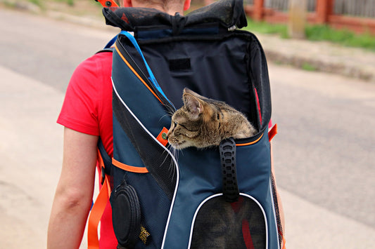 Traveling with Pets: A Complete Guide to Choosing the Right Carrier