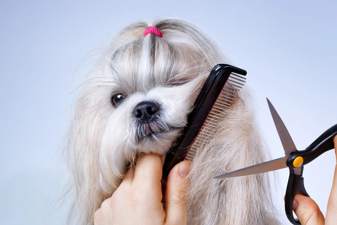 Mastering Pet Grooming: Essential Tools Every Pet Owner Needs