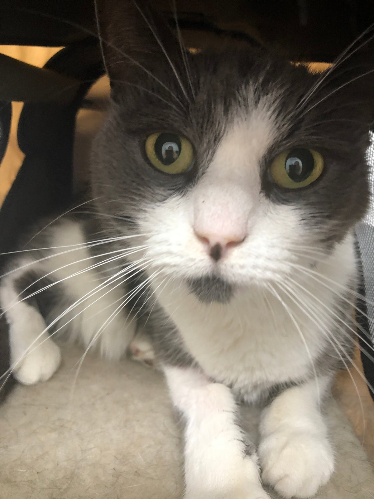 Jasmine the kitten listening closely after hearing Sarah's familiar voice.